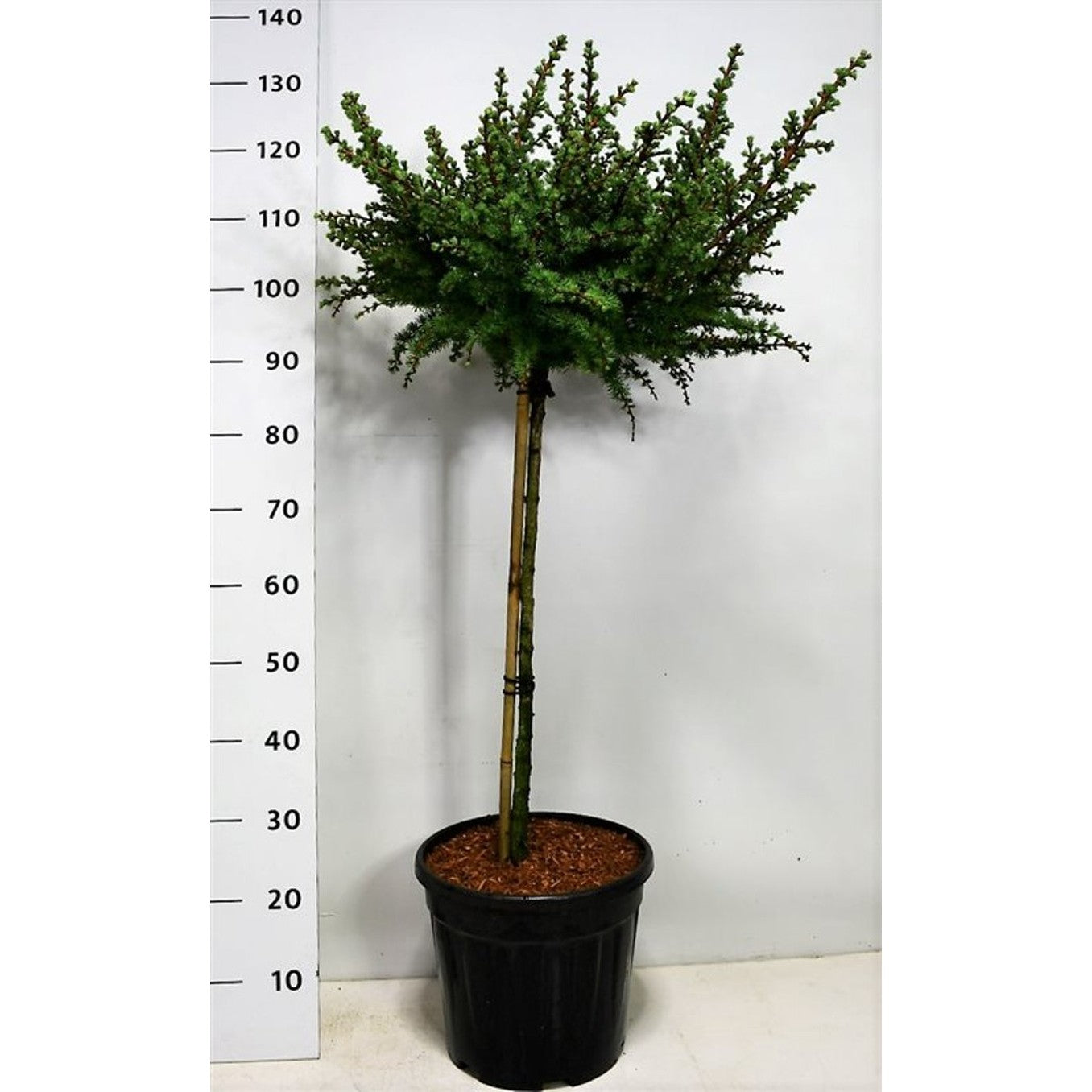 Japansk lärk – Larix kaempferi 'Grey Pearl' - 60 CM Stem C12